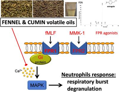 Anti-Inflammatory and Antimicrobial Volatile Oils: Fennel and Cumin Inhibit Neutrophilic Inflammation via Regulating Calcium and MAPKs